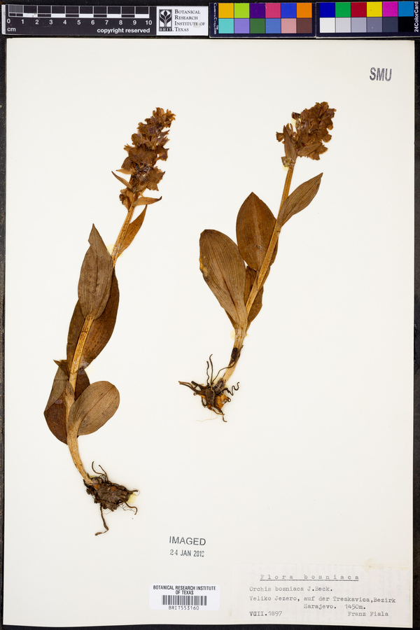 Orchis bosniaca image