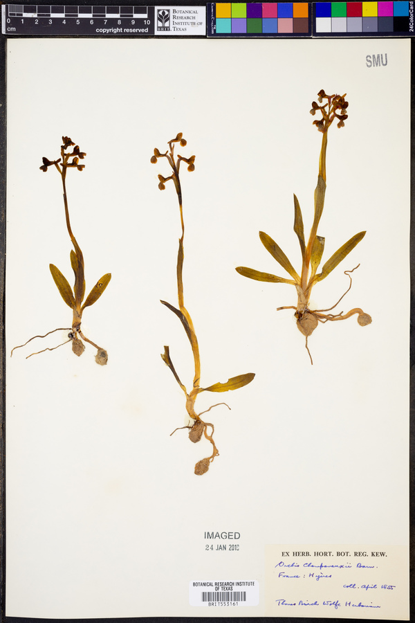 Anacamptis morio subsp. champagneuxii image