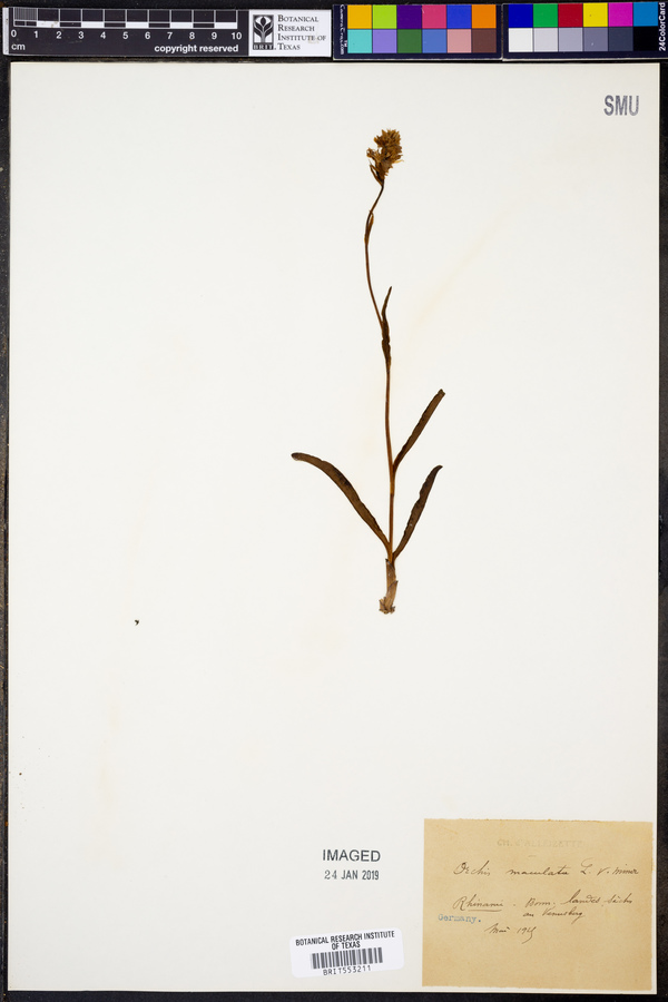 Dactylorhiza maculata subsp. elodes image