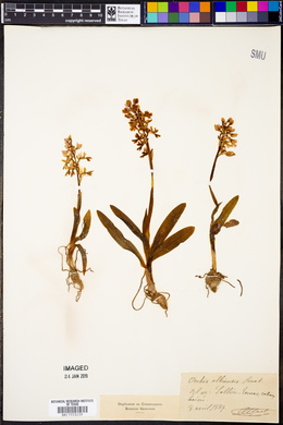 Image of Orchis olbiensis