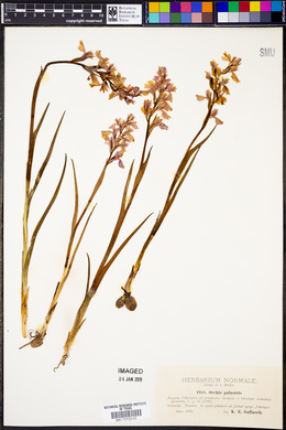 Orchis palustris image