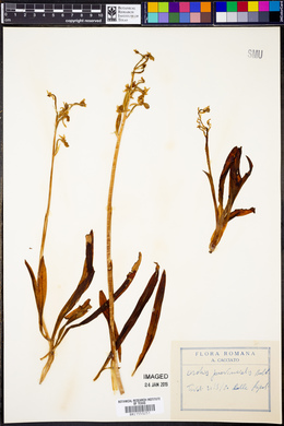 Orchis provincialis image