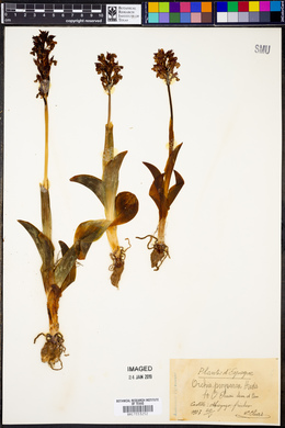 Orchis purpurea image