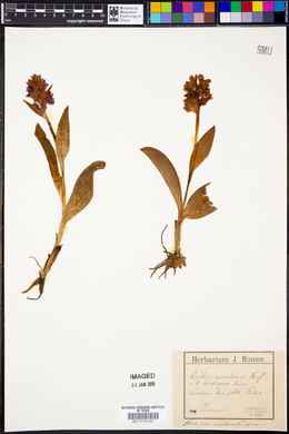Image of Orchis rivularis
