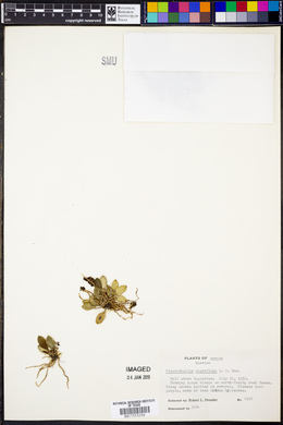 Pleurothallis nigriflora image