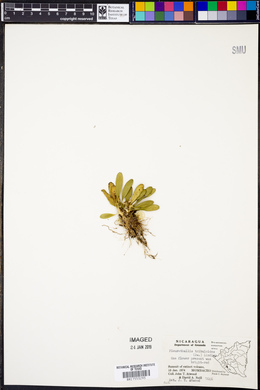 Specklinia tribuloides image