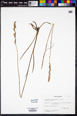 Spiranthes praecox image