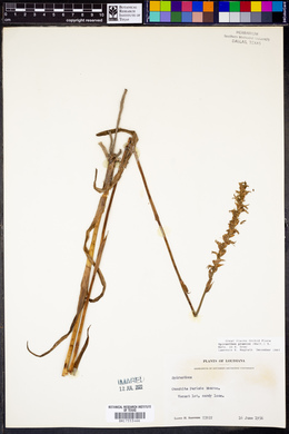 Spiranthes praecox image