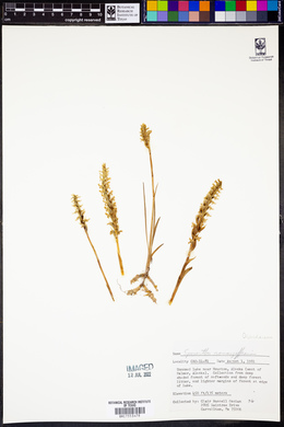 Spiranthes romanzoffiana image