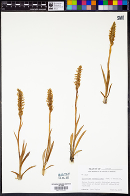 Spiranthes romanzoffiana image