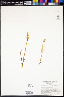 Spiranthes romanzoffiana image