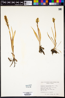 Spiranthes romanzoffiana image