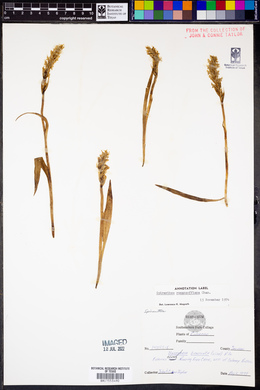 Spiranthes romanzoffiana image