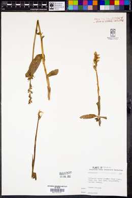 Spiranthes romanzoffiana image