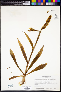 Spiranthes romanzoffiana image