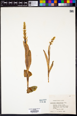 Spiranthes romanzoffiana image