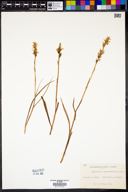 Spiranthes romanzoffiana image