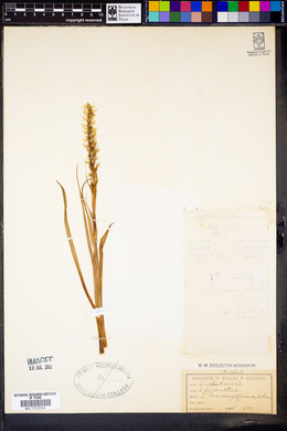 Spiranthes romanzoffiana image