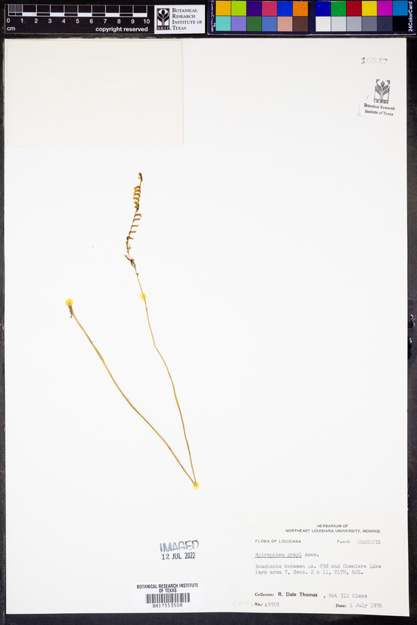 Spiranthes grayi image