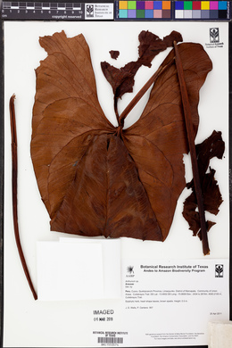 Anthurium lechlerianum image