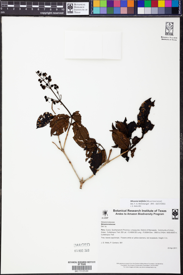 Miconia latifolia image