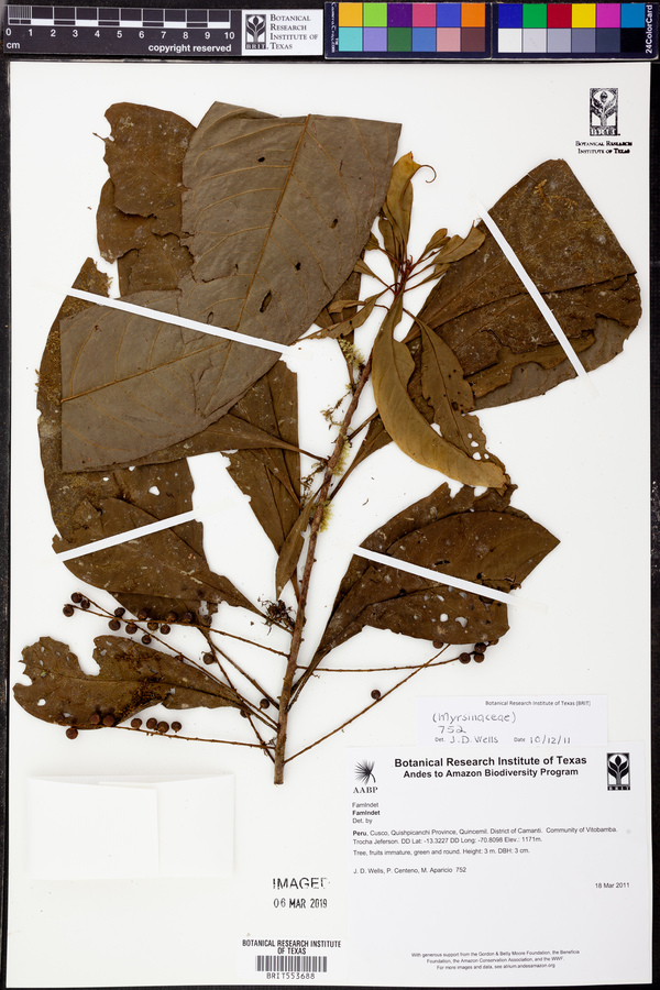 Myrsinaceae image