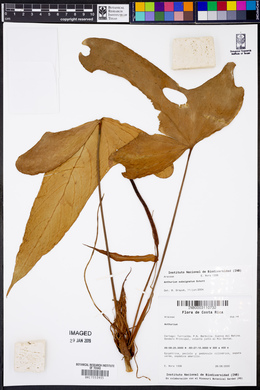 Anthurium subsignatum image