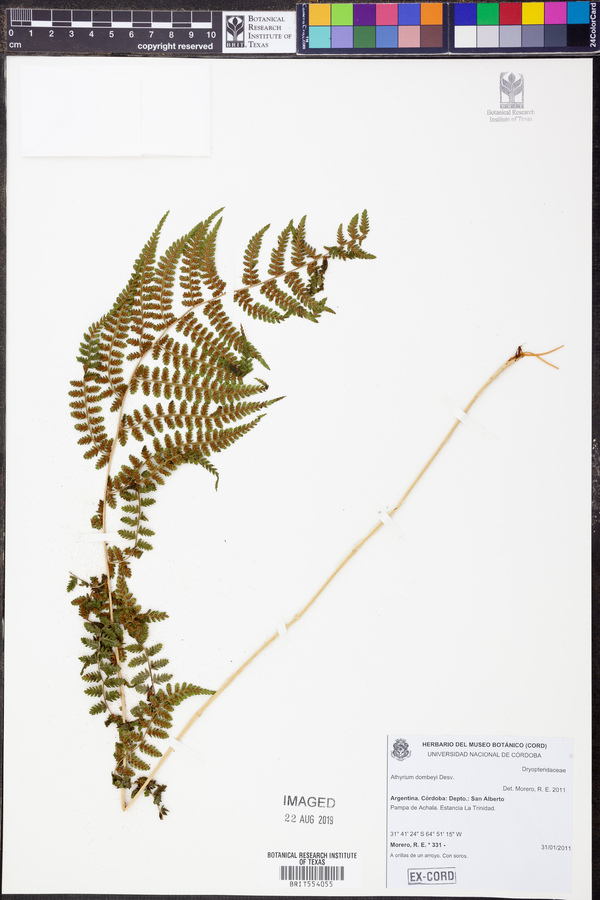 Athyrium dombeyi image