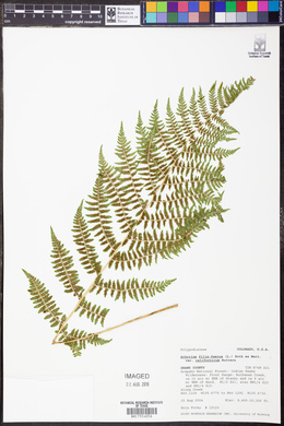 Athyrium asplenioides var. californicum image