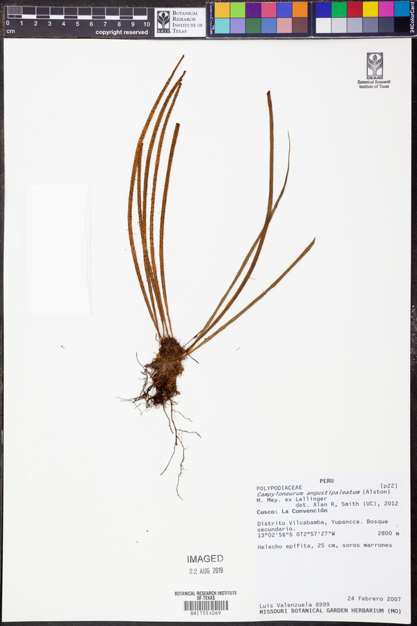 Campyloneurum angustipaleatum image