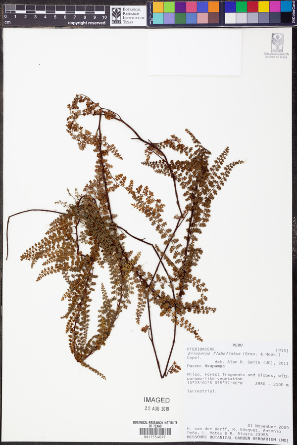 Jamesonia flabellata image