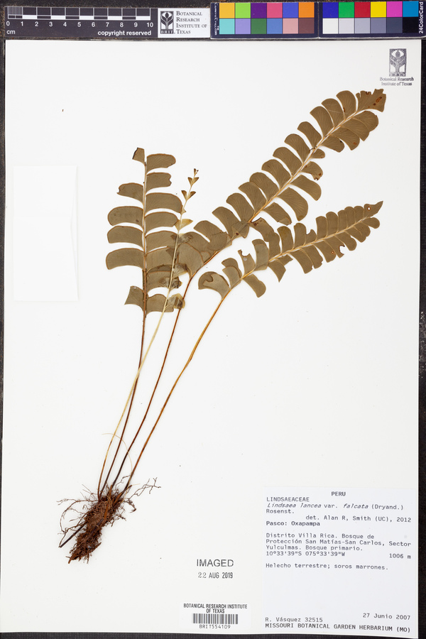 Lindsaea falcata image