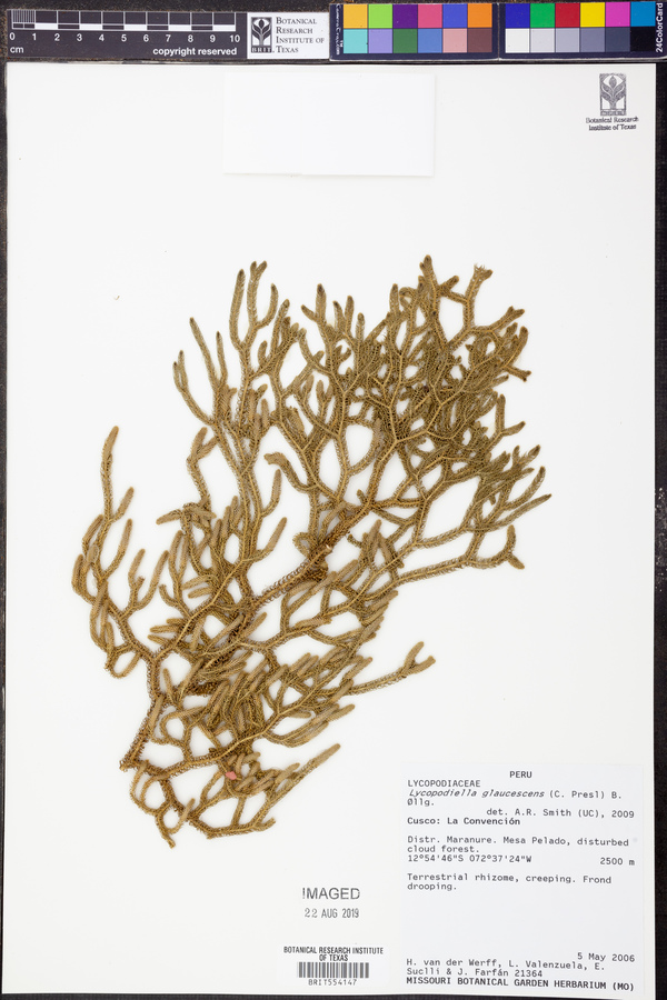 Lycopodiella glaucescens image