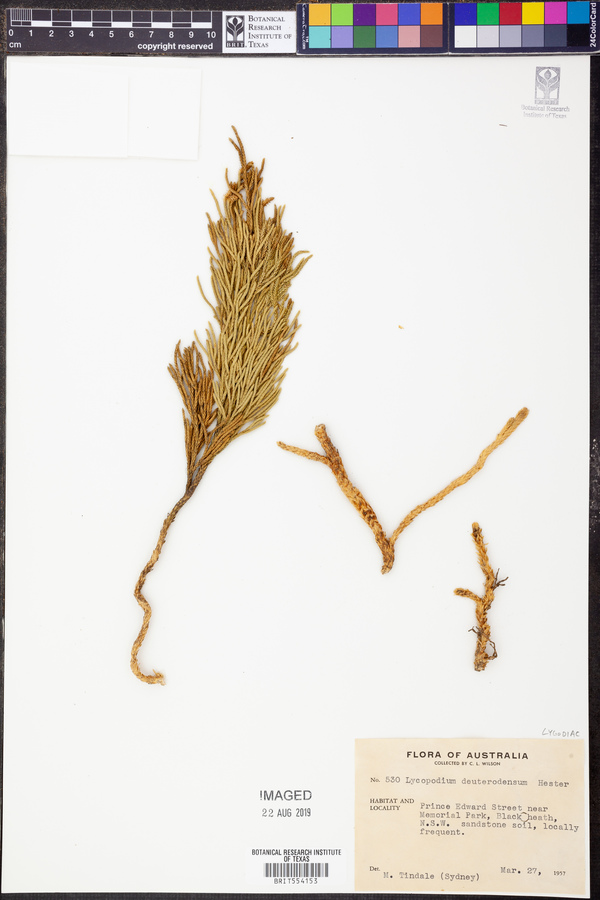 Lycopodium deuterodensum image