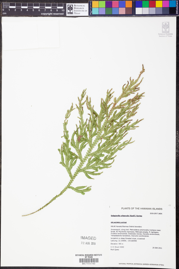 Selaginella arbuscula image