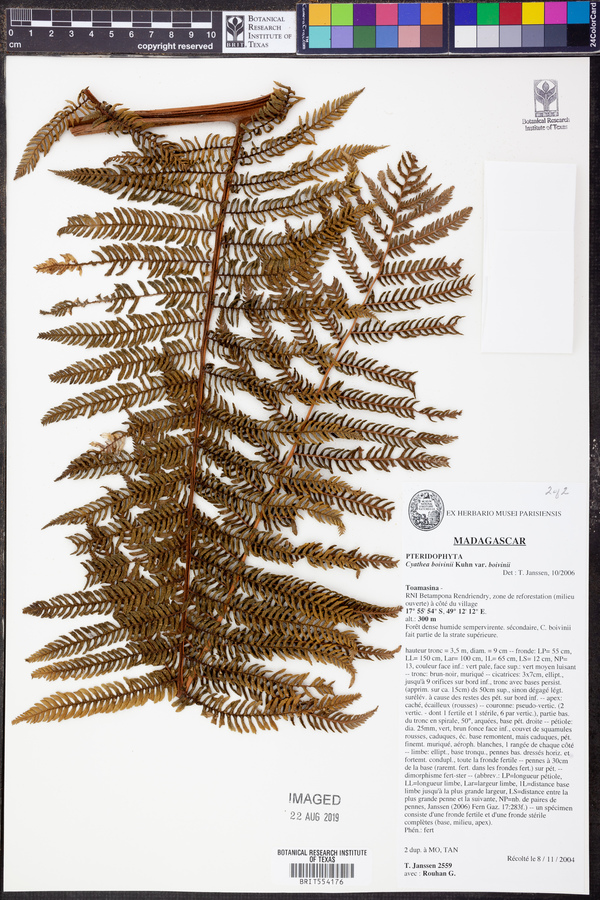 Cyathea boivinii var. boivinii image