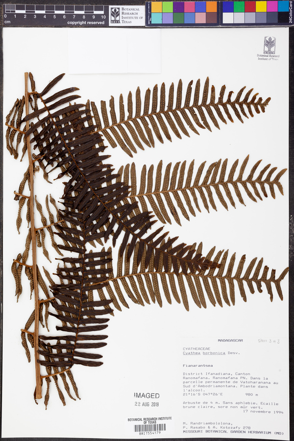 Cyathea borbonica image