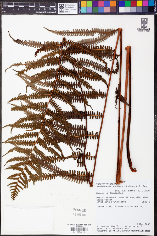 Amauropelta euchlora image