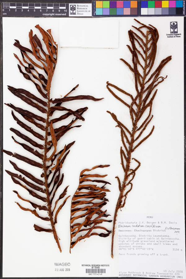 Blechnum cordatum image