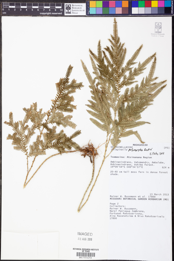 Selaginella polymorpha image