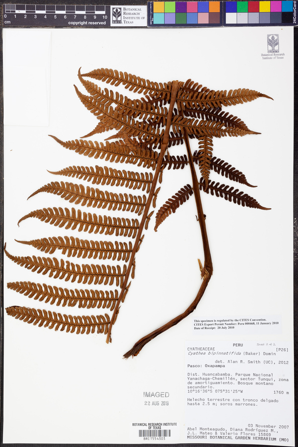 Cyathea bipinnatifida image
