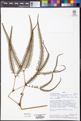 Sticherus peruvianus image