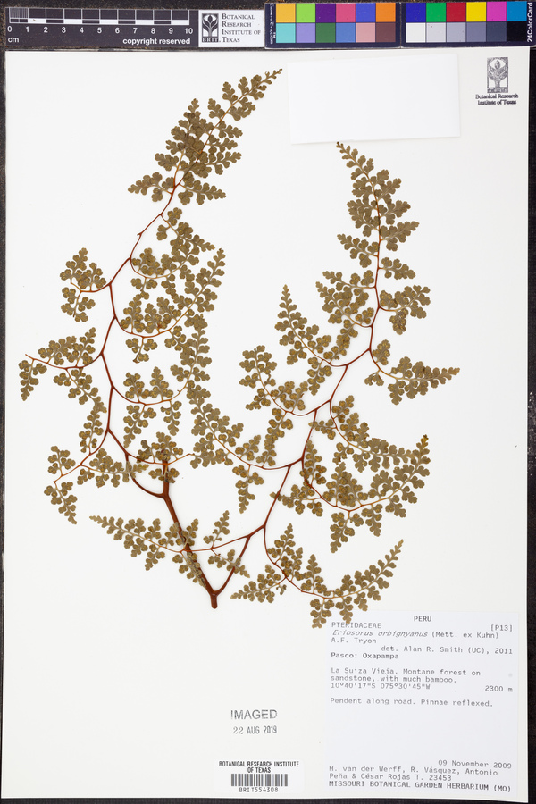 Jamesonia orbignyana image