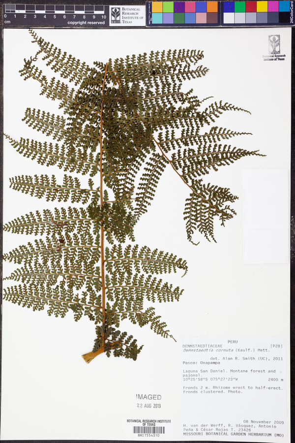 Dennstaedtia cornuta image