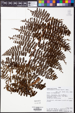 Dennstaedtia cornuta image