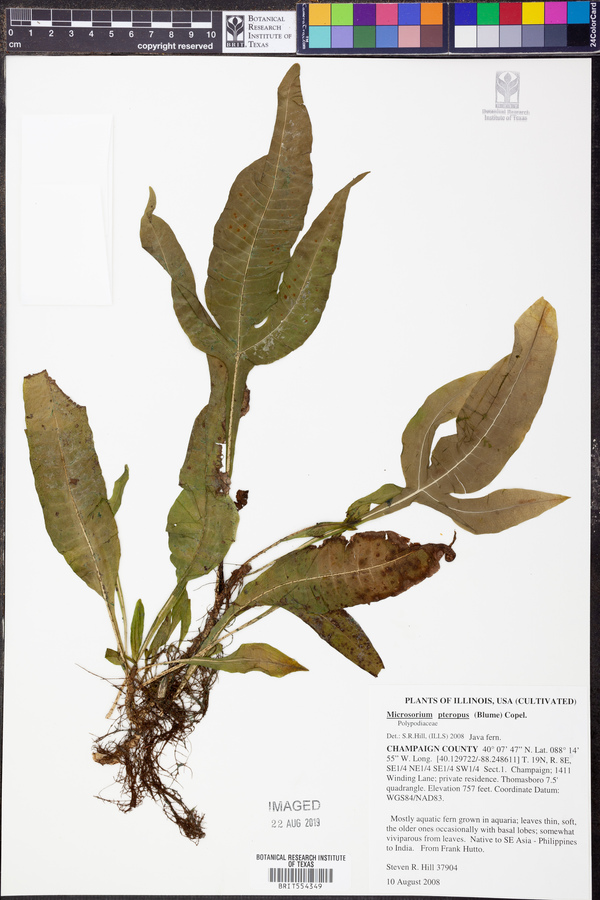 Microsorum pteropus image