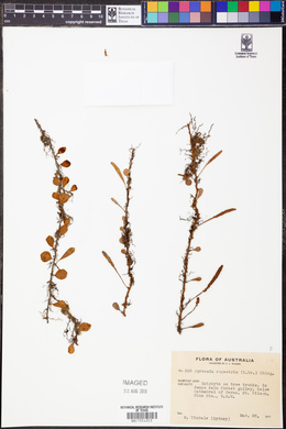 Image of Pyrrosia rupestris