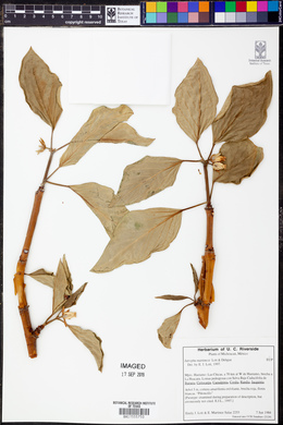 Jatropha martinezii image