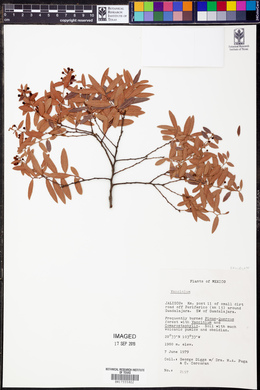 Image Associated With the Occurence
