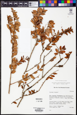 Sphyrospermum myrtifolium image